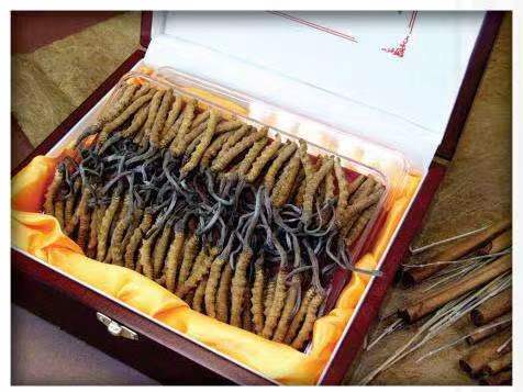 易门冬虫夏草回收